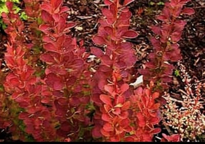 Berberis thunb. 'Red Rocket' - Japanse Zuurbes , Rode Japanse Zuurbes 25- 30 cm in pot