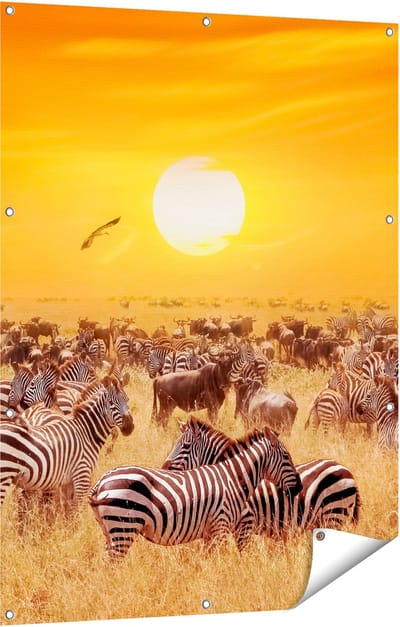 Gards Tuinposter Kudde Zebra's bij een Oranje Zonsondergang - 90x120 cm - Tuindoek - Tuindecoratie - Wanddecoratie buiten - Tuinschilderij