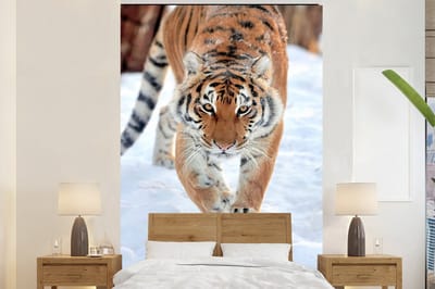 Behang - Fotobehang Tijger - Sneeuw - Dieren - Breedte 155 cm x hoogte 240 cm