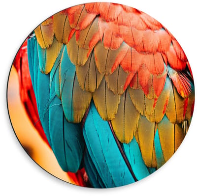 Dibond Wandcirkel - Papegaaienvacht Close up  - 50x50cm Foto op Aluminium Wandcirkel (met ophangsysteem)