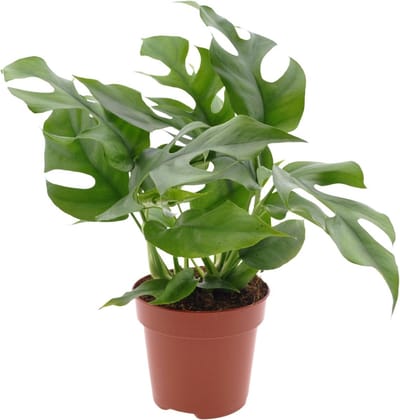 Plantenboetiek.nl | Monstera Minima - Kamerplant - Hoogte 25cm - Potmaat 12cm