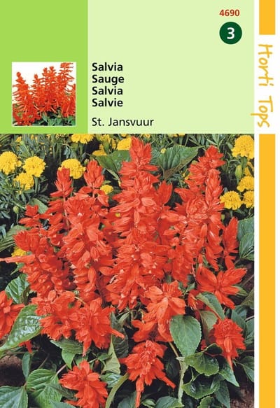 2 stuks Salvia Splendens St. Jansvuur