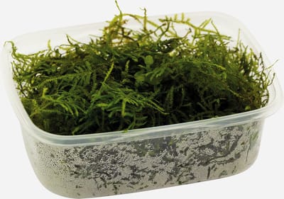 Moerings aquariumplanten - Vescicularia dubyana (Los) 200 cc
