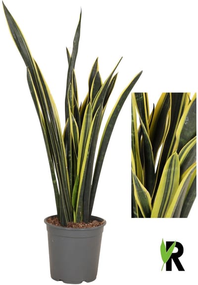 Sansevieria Yellow Golden 100 cm – Kamerplant – Vers Van De Kweker – Potmaat Ø24 cm