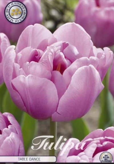 Dutch Finest Quality bloembollen - Tulpen Tulp Double Late Table Dance x7 12/+s