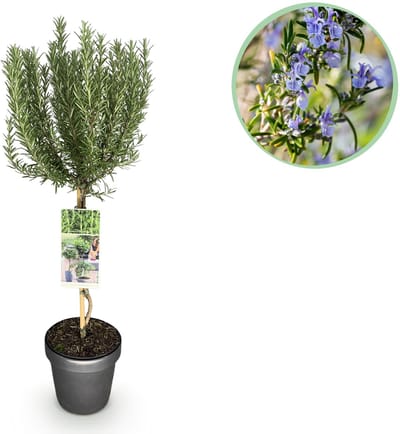Plantenboetiek.nl | Rosmarinus officinalis - Terras Plant - Bladhoudend - Winterhard - Paarse Bloem - Ø19cm - 80-90cm hoog - Tuinplant