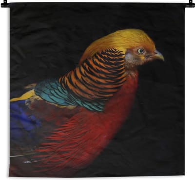 Wandkleed Dieren op een zwarte achtergrond - Goudfazant op een zwarte achtergrond Wandkleed katoen 60x60 cm - Wandtapijt met foto