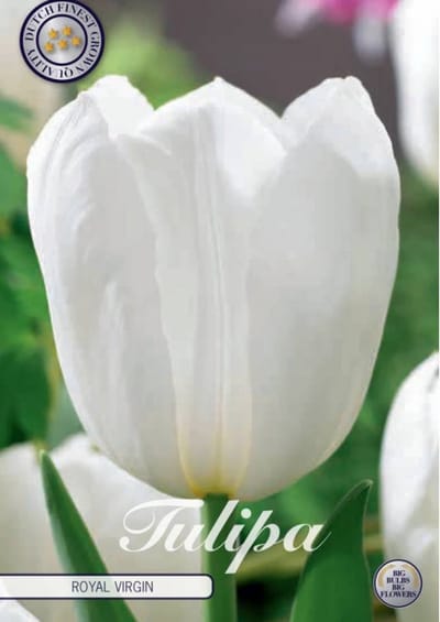Dutch Finest Quality bloembollen - Tulpen Tulp Triumph Royal Virgin x7 12+s