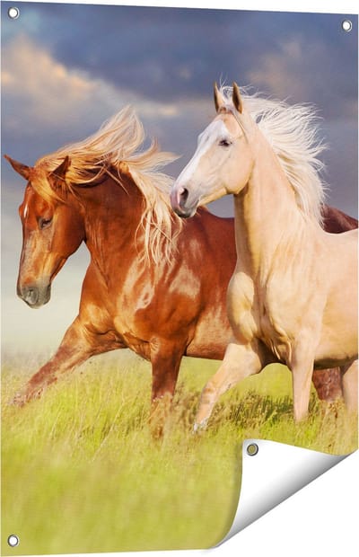 Gards Tuinposter Bruin en Wit Paard in de Wei - 60x80 cm - Tuindoek - Tuindecoratie - Wanddecoratie buiten - Tuinschilderij