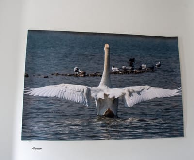 Kleintje fotografie Zwaan Poster 60x 40 CM