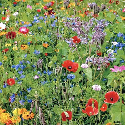 Buzzy Gemengde Wilde Bloemen Zaden Voor Zeker 25m2 - Garden Select