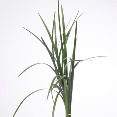 5x Sg lily gras