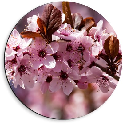 Dibond Wandcirkel - Roze Bloemen in de Boom  - 40x40cm Foto op Aluminium Wandcirkel (met ophangsysteem)