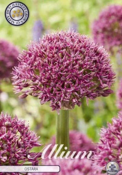 Dutch Finest Quality bloembollen Allium Ostara x 3 stuks 14/16s