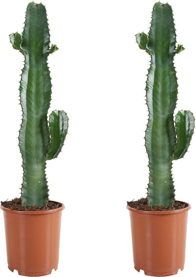 Bloomique - Set van 2 - Euphorbia Acrurensis - Wolfsmelk - Cowboy Cactus - Hanekam Wolfsmelk - Kamerplanten - Hoogte 60-70 cm - Pot 17 cm