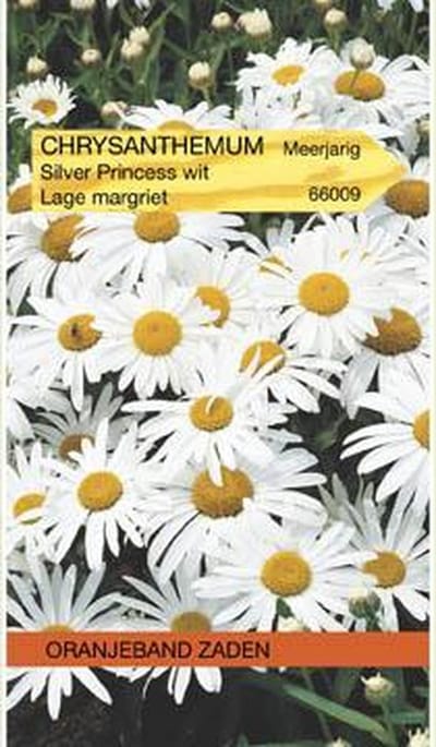 Chrysanthemum, Lage Margriet Silver Princess