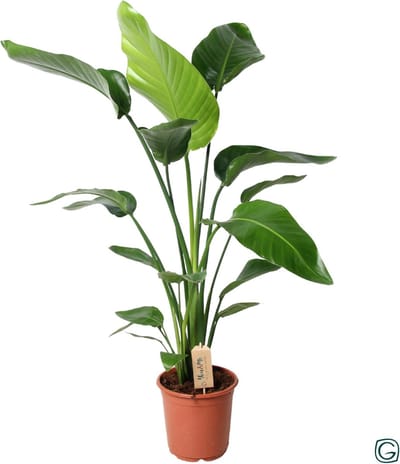 Plantenboetiek.nl | Strelitzia Nicolai - Ø21cm - 90-100cm hoog - Kamerplant - Groenblijvend