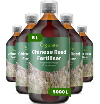 Vloeibare Meststof Voor Chinees Riet 5X1 L Voor 5000 L - Npk 3-4-3 - Siergras - Architectonische Bladeren - Sterke Pluimvorming - Rizoom Ontwikkeling - Windbestendige Stengels - Hittebestendig - Droogtebestendig - Organifer