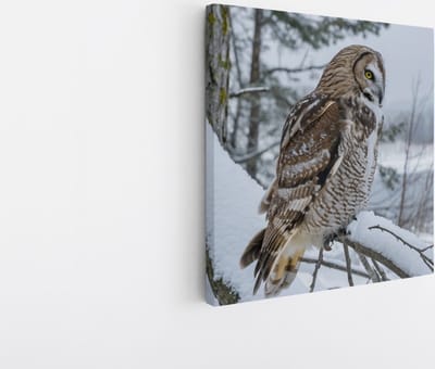 Saammp Canvas Schilderij - Uil in de sneeuw - winter - Dieren - 20x20 - Foto op canvas - Wanddecoratie - muurdecoratie Woonkamer - Slaapkamer decoratie - Canvas Print