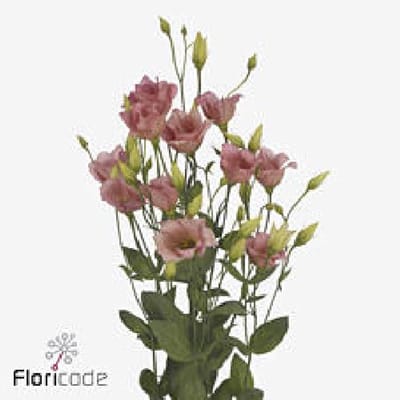10x Eust.botanic apricot en 70cm