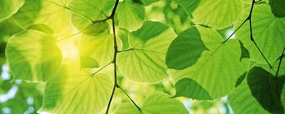 Fotobehang - Green Leaves 375x150cm - Vliesbehang