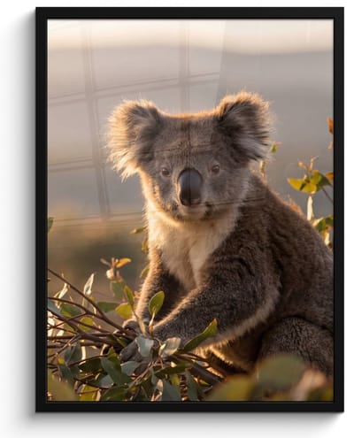 Poster in lijst - Fotolijst 60x80 cm - Posters - Koala - Bladeren - Ochtendlicht - Posterlijst zwart - Decoratie - Wanddecoratie woonkamer - Muurdecoratie slaapkamer