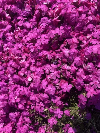 6x Vlambloem , Kruipende Phlox - Phlox subulata 'Mcdaniel's Cushion' | 9x9 cm pot