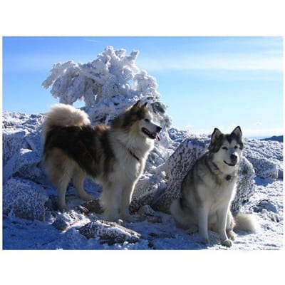 Volledige ronde boor 5D DIY Diamond Painting Husky hond borduurwerk kruissteek 20X30CM gray