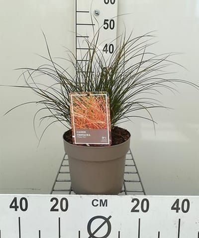 Oranjezegge - Carex test. 'Prairie Fire' | 3 liter pot