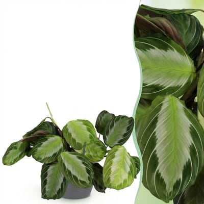 Plantenboetiek.nl | Maranta Fascinator Silverband - Gebedsplant - Huisdiervriendelijke Plant - Groen - met Potter Grijs - Ø12cm - 25cm hoog - Kamerplant - Arrangement - Plant met pot