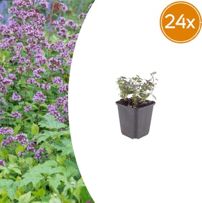 Tuinplantenshop.com | Origanum laevigatum 'Herrenhausen' | 24 stuks - Ø9cm - 10-25cm hoog - Tuinplant