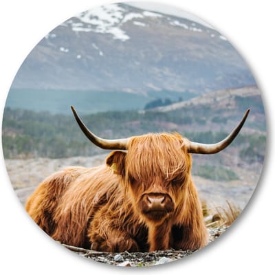 Schotse Hooglander - Muurcirkel Forex 40cm - Wandcirkel voor binnen - Besteposter - Dieren - Natuur