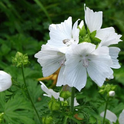 6 x Malva Moschata 'Alba' - Muskuskaasjeskruid Pot 9x9 cm - Witbloeiend Wild Kruid