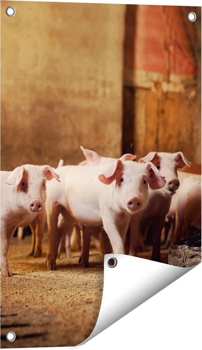 Gards Tuinposter Varkens op een Boerderij Stal - 40x60 cm - Tuindoek - Tuindecoratie - Wanddecoratie buiten - Tuinschilderij