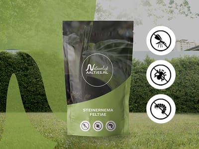 Aaltjes tegen rouwvliegjes, mieren & trips - Steinernema feltiae nematoden - 5 miljoen / 10 m² of ± 15 kamerplanten - biologisch & gifvrij