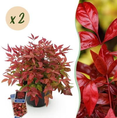 Green boutiQ - Tuinplant - Nandina Blush Pink - Donker Roze - 2 Planten - Groenblijvend - Weinig Onderhoud - Pot 17cm Hoogte 35 - 45cm