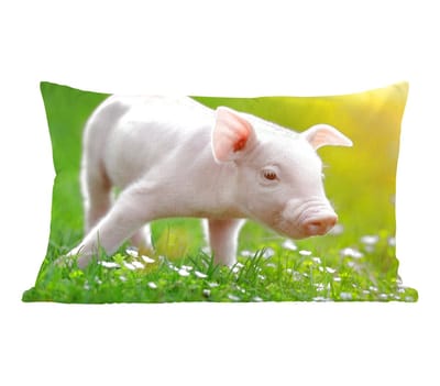 Sierkussens - Kussentjes Woonkamer - 50x30 cm - Dieren - Biggetje - Varken