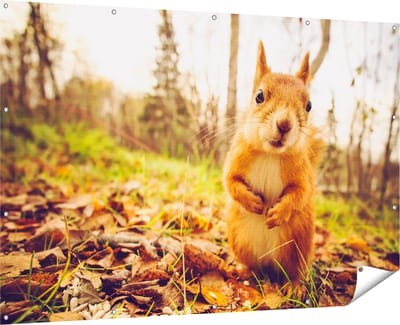 Gards Tuinposter Eekhoorn in het Bos tijdens de Herfst - 180x120 cm - Tuindoek - Tuindecoratie - Wanddecoratie buiten - Tuinschilderij