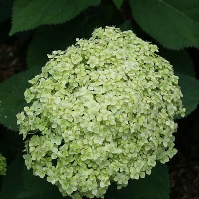12 x Pluimhortensia Geel|Wit - Hortensia Winterhard - Hydrangea arborescens 'Lime Rickey'in C3(liter) pot met hoogte 20-40cm