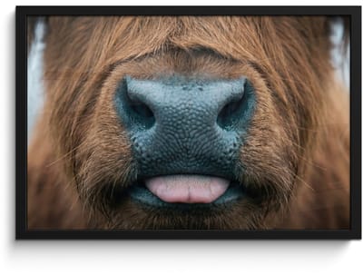 Poster in lijst - Fotolijst 60x40 cm - Posters - Schotse hooglander - Neus - Bruin - Posterlijst zwart - Decoratie - Wanddecoratie woonkamer - Muurdecoratie slaapkamer