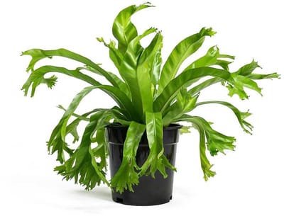 JUNAVERA Asplenium nidus ‘Crissie’ nestvaren in 12 cm pot – 25 cm hoge luchtzuiverende plant