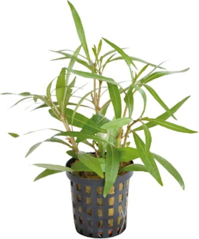 Aquafleur Hygrophila Lancea in 5 cm pot P5 Pot