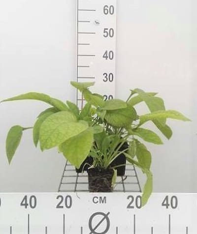 6x Smeerwortel - Symphytum grandifl. 'Wisley Blue' | 9x9 cm pot