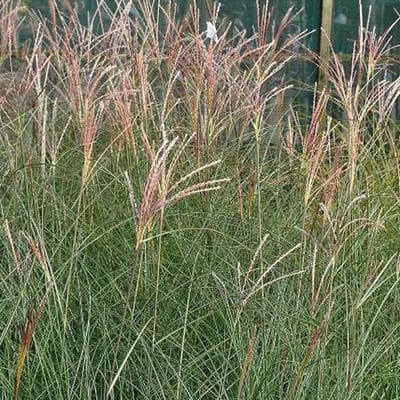 6 x Miscanthus Sinensis 'Gracillimus' - Scherpgroen pot 9x9cm - Elegant Siergras met Minimale Grondvereisten