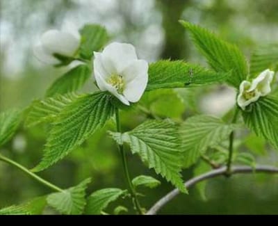 Rhodotypos scandens - Kaimastruik, Schijnkerria, Witte Kerria 30- 40 cm in pot