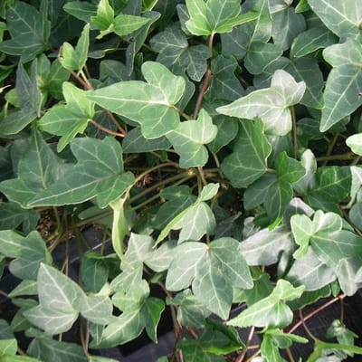 24 x Klimop 'Shamrock' - Hedera helix 'Shamrock' pot 9x9cm, voor 3m² : Een onderhoudsvriendelijke groenblijvende klimop voor in de tuin