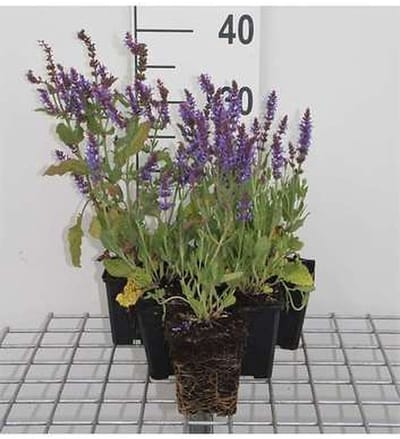 6x Struiksalie - Salvia nem. 'Blauhügel' ('bluehill') | 9x9 cm pot