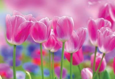 Fotobehang Flowers Forest Nature | XL - 208cm x 146cm | 130g/m2 Vlies