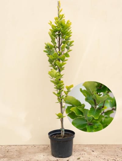 Jonge Gele Zuilbeuk boom | Fagus sylvatica 'Dawyck Gold' | 100-150cm hoogte