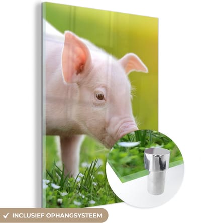MuchoWow® Glasschilderij 30x40 cm - Schilderij acrylglas - Dieren - Biggetje - Varken - Foto op glas - Schilderijen